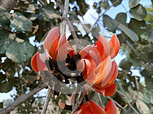 Butea monosperma or palash flowers on plant stem Holi festival flowers is used to making colours in india