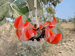 Butea monosperma or palash flowers on plant stem Holi festival flowers is used to making colours in india