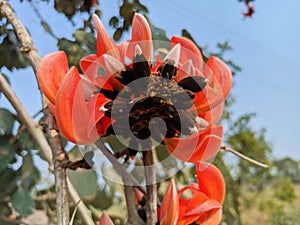 Butea monosperma or palash flowers on plant stem Holi festival flowers is used to making colours in india