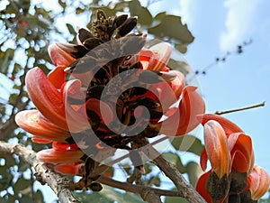 Butea monosperma or palash flowers on plant stem Holi festival flowers is used to making colours in india