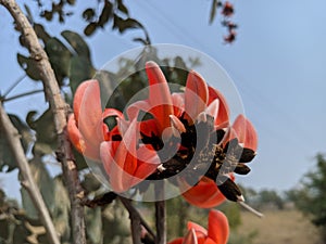 Butea monosperma or palash flowers on plant stem Holi festival flowers is used to making colours in india