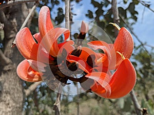 Butea monosperma or palash flowers on plant stem Holi festival flowers is used to making colours in india