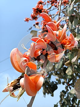 Butea monosperma or palash flowers on plant stem Holi festival flowers is used to making colours in india