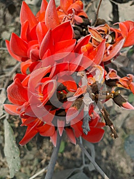 Butea monosperma or palash flowers on plant stem Holi festival flowers is used to making colours in india