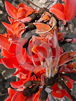 Butea monosperma or palash flowers on plant stem Holi festival flowers is used to making colours in india