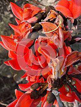 Butea monosperma or palash flowers on plant stem Holi festival flowers is used to making colours in india