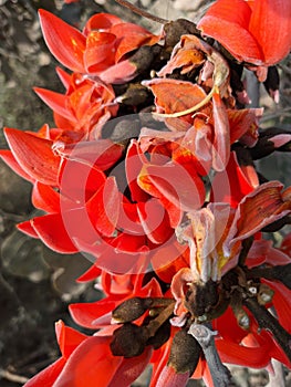 Butea monosperma or palash flowers on plant stem Holi festival flowers is used to making colours in india