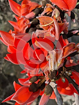 Butea monosperma or palash flowers on plant stem Holi festival flowers is used to making colours in india