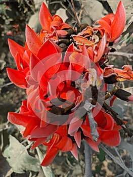 Butea monosperma or palash flowers on plant stem Holi festival flowers is used to making colours in india
