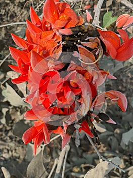 Butea monosperma or palash flowers on plant stem Holi festival flowers is used to making colours in india
