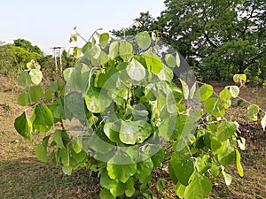 Butea monosperma plant.