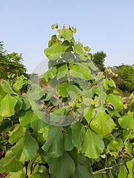 Butea monosperma plant.