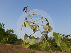 Butea monosperma plant.