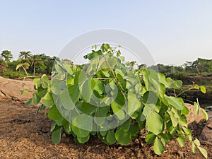 Butea monosperma plant.