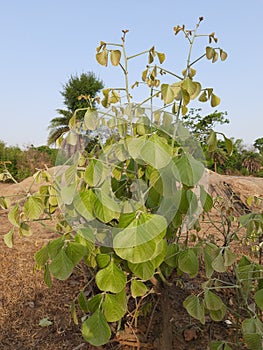 Butea monosperma plant.