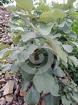 Butea monosperma plant with textured background wallpaper,