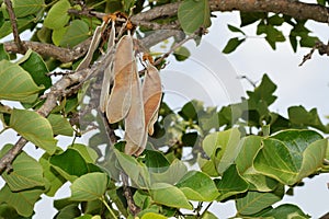 Butea monosperma Polash fruiting branch