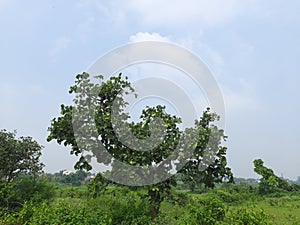 Butea monosperma tree in blue sky background.