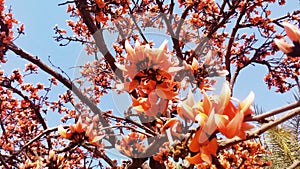 Butea monosperma tree flower