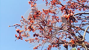 Butea monosperma tree flower