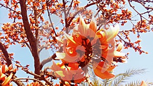 Butea monosperma tree flower