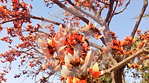 Butea monosperma tree flower
