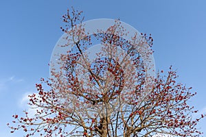 Butea monosperma tree with moon