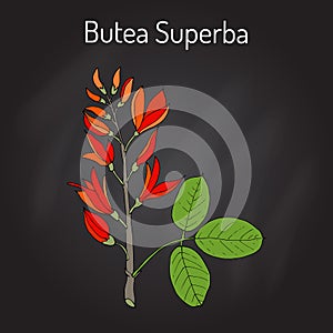 Butea superba asian vining shrub