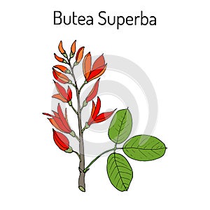 Butea superba asian vining shrub photo