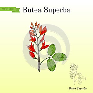 Butea superba asian vining shrub, medicinal plant