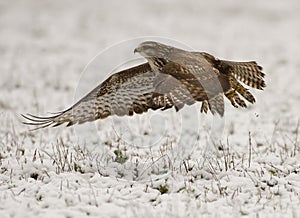 Buteo buteo