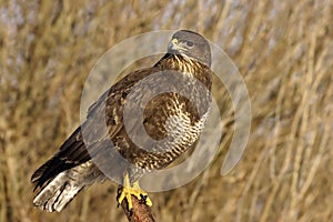 Buteo buteo