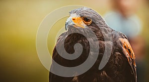 Buteo buteo, captive bird in low light