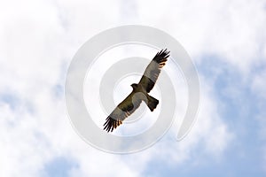 Booted Eagle (Hieraaetus pennatus, Aquila pennata) photo