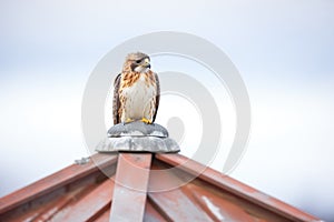 buteo hawk on a barn cupola, calm weather