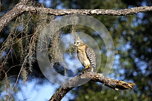 Buteo lineatus, red-shouldered hawk photo