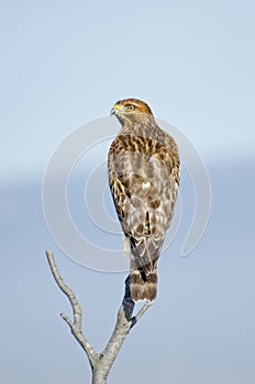 Buteo lineatus, Red Shouldered Hawk