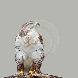 Buteo regalis