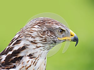 Buteo regalis - Ferruginous buzzard. Bird of prey.