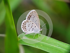 Buterflies on leaf