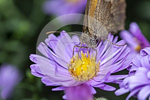 Buterfly eat pollen of flower Spring flower and butterfly pollinated violet flowering flower