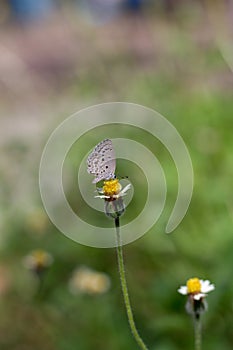 buterfly on grass flower.