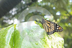 Buterfly under rain