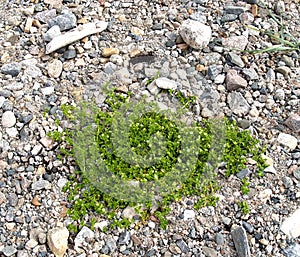 Buterochenaceae persecution Honckenya peploides growing on a rocky shore photo