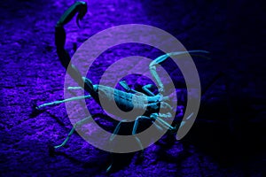 Buthid Scorpion Lychas hosei Eating a Cricket under UV Light