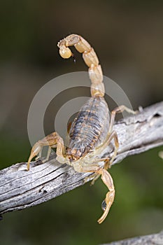 Buthus scorpion (scorpio occitanus)