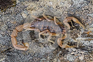 Buthus scorpion (scorpio occitanus)
