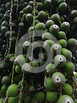 Clusters of immature fruit of Syagrus romanzoffiana photo