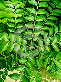 Butiful green colour background curry leaves photo