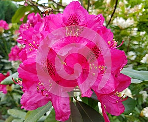 Butiful pink flower photo